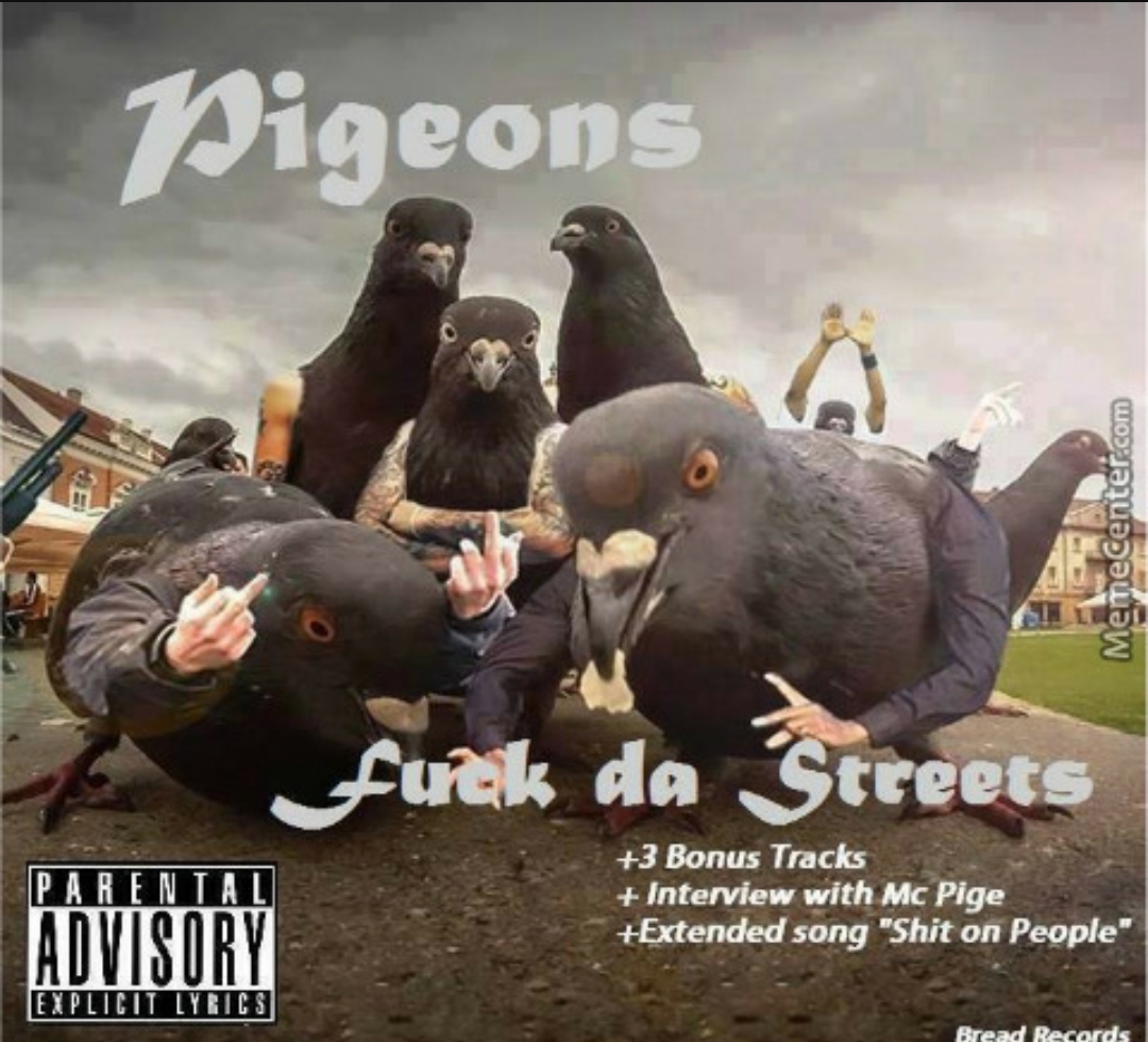 pigeon.jpg