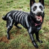 Ghostcri