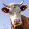 SeasonedBeef