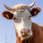 SeasonedBeef